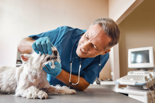  West Falmouth, MA Emergency Dentist Pros